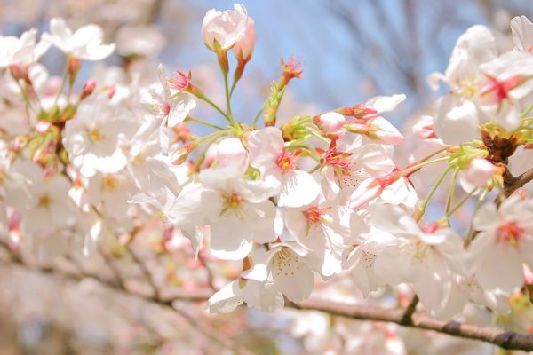 cherry-blossom_00034